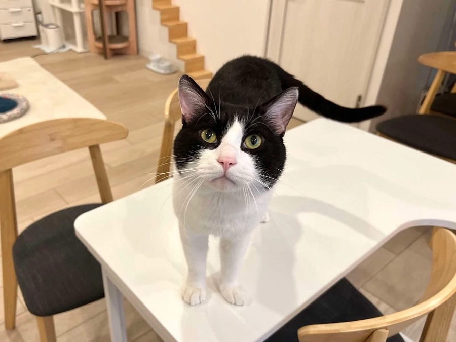 能登半島地震の被災猫の報告〜咬むことはSOSだった。ポコの心の声を聴く