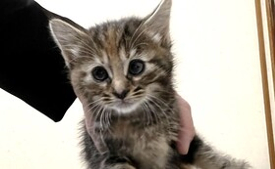 ①神様仏様プラン【3,000円】