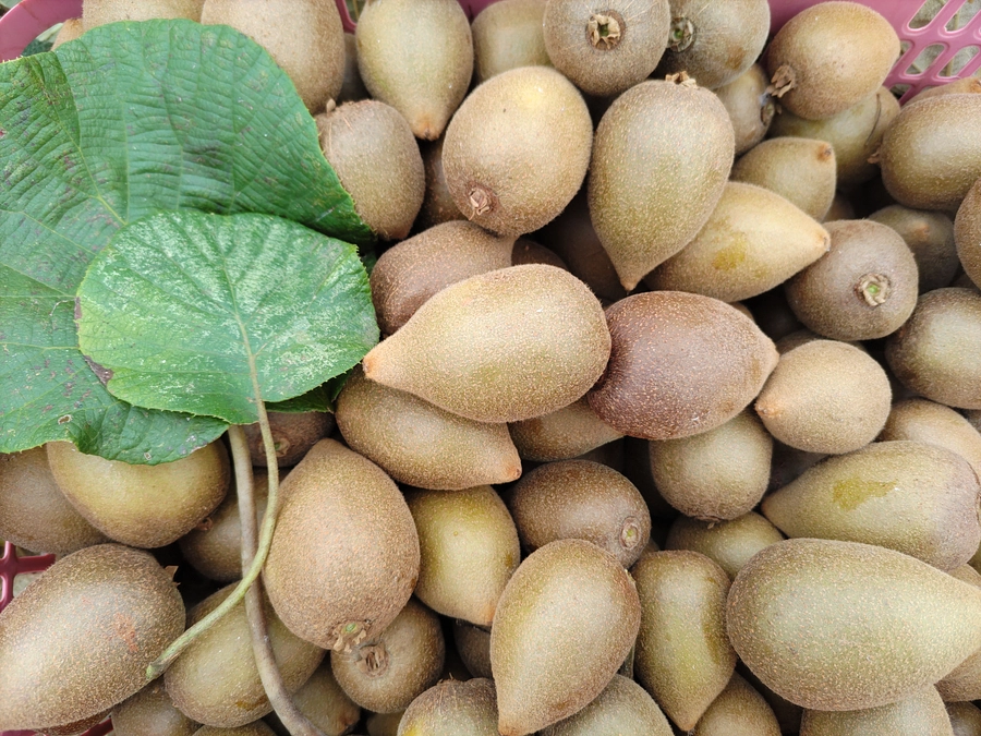 東京ゴールドキウイ