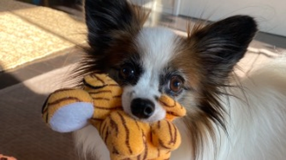 🍅代理支援を反映させて頂きました🍅