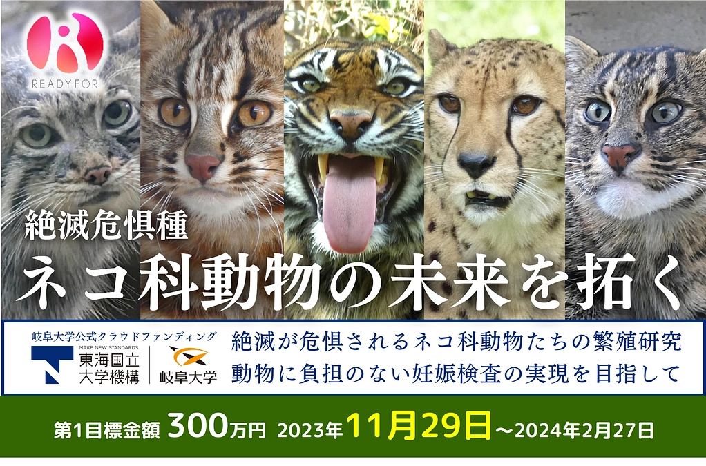 岐阜大学クラウドファンディング「ネコ科動物の未来を拓く！動物園との繁殖研究・妊娠検査で保全に繋げる」