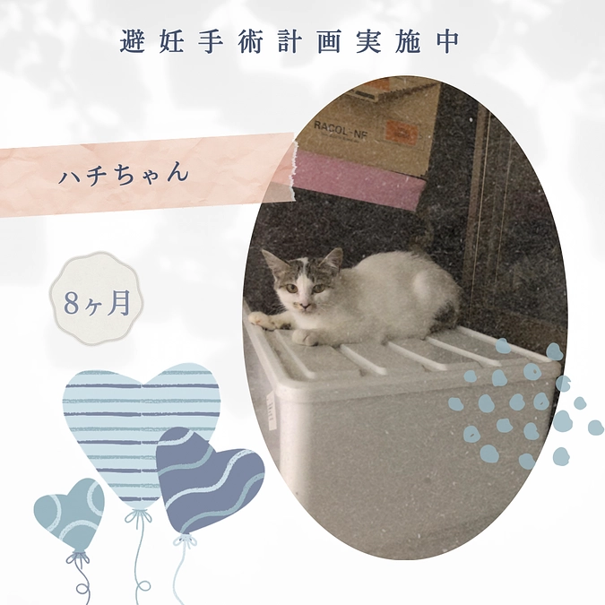 子猫が子猫を産んでいたので避妊手術を延期します