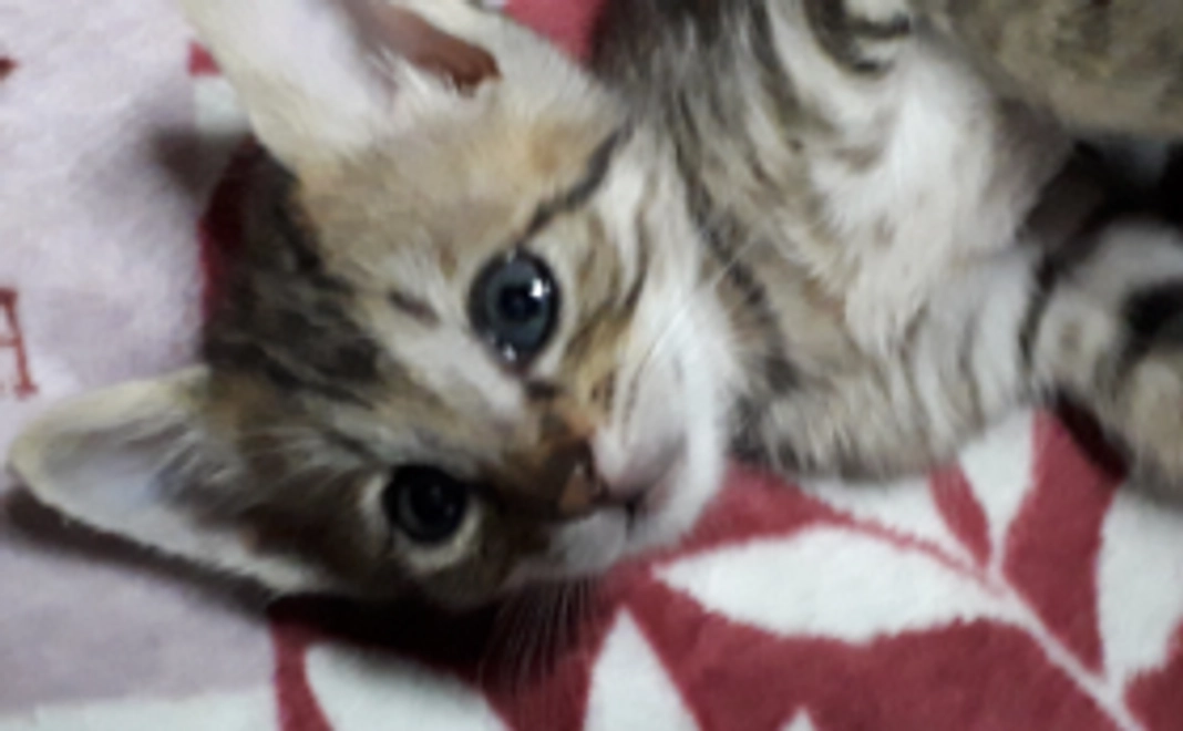 仔猫達の幸せのために（リターン：フェイスタオル）