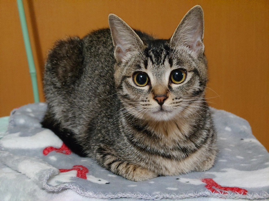 応援ありがとうございます