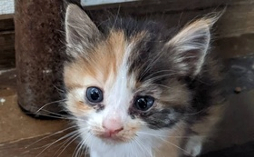 感謝のメールまたはお手紙