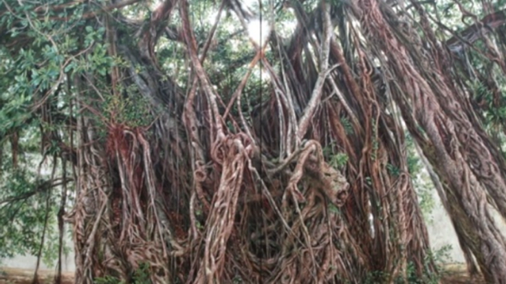 田中直子さんのピンプンガジマルの絵を、名護市に寄贈したい。