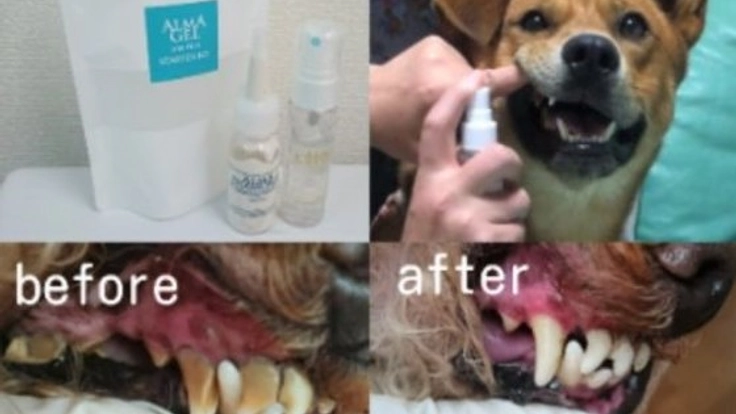 口臭・内臓疾患の原因！わんこの歯石を取って健康管理だワン！