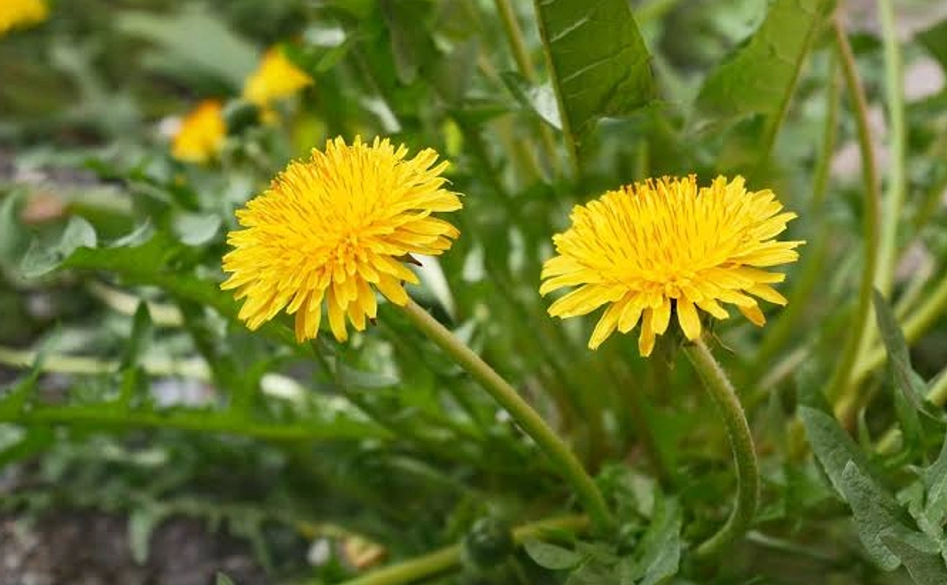 【タンポポ】コース