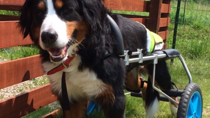 安楽死を避け、老犬ホームで暮らす犬くぃーんのサポーター募集中