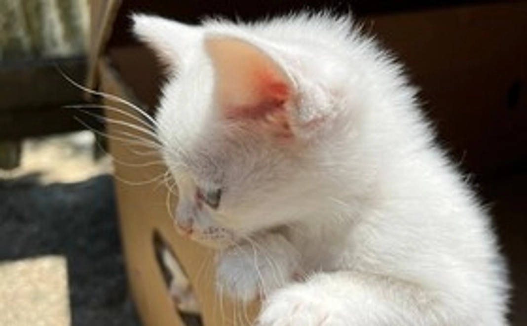 ご支援額3,000円