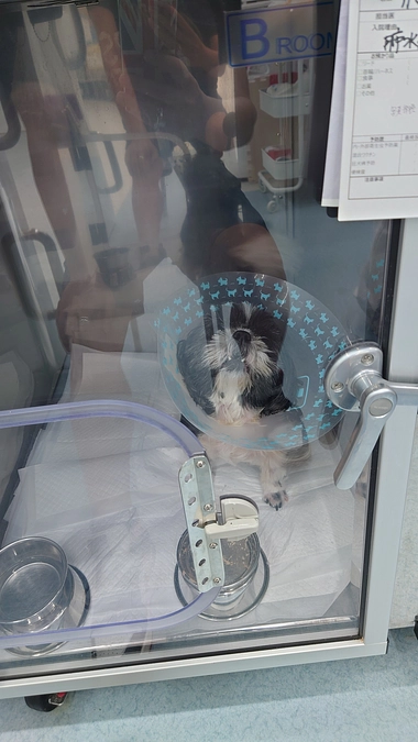 残6日。ルーシーの体調が回復傾向にあります。