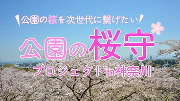 公園の桜守プロジェクトin神奈川～公園の桜を次世代に繋げたい～