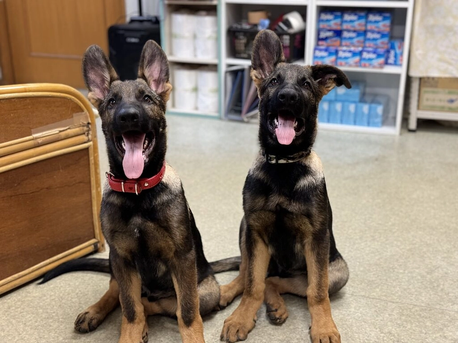 災害救助犬に新しい仲間が加わりました！