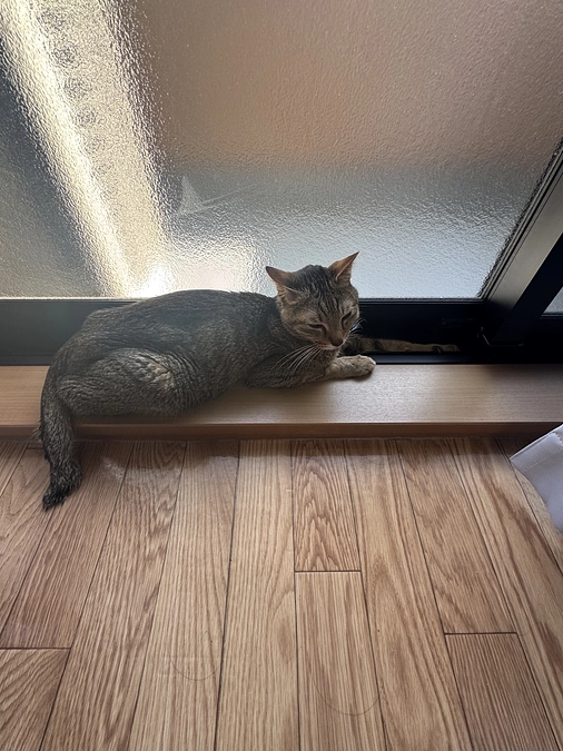 とらちゃんが元気がない