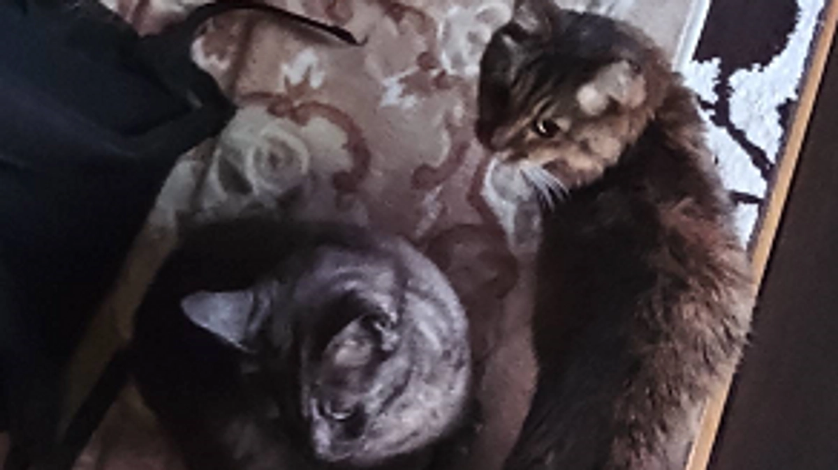 ここ数日のエリの事。