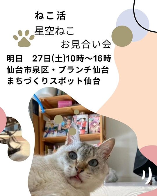 明日27日(土)星空ねこお見合い会・パナソニック譲渡会は27日(土)、28日(日)
