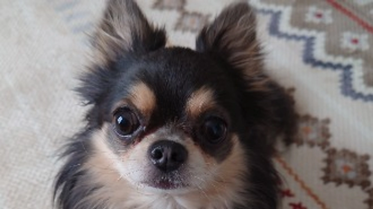 プロジェクトの終了