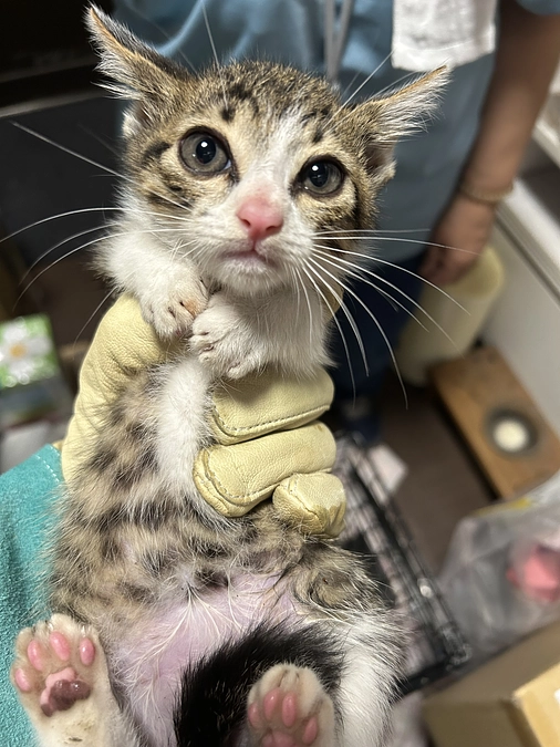 子猫保護とTNR  お母さんはどこに？