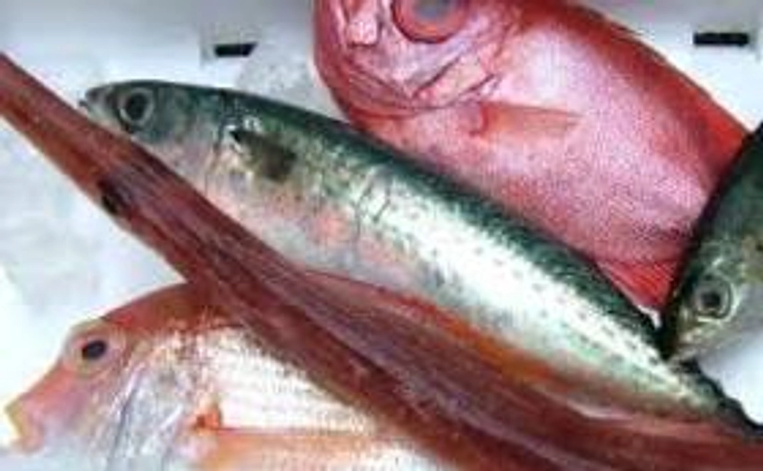 三木浦の新鮮な魚を直送
