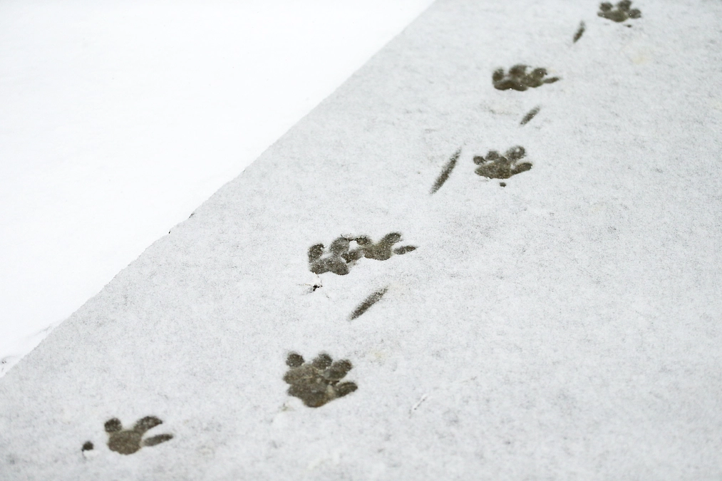 2月14日(水) 進捗報告・返礼品紹介～45th Anniversary Tシャツと動物の足跡～