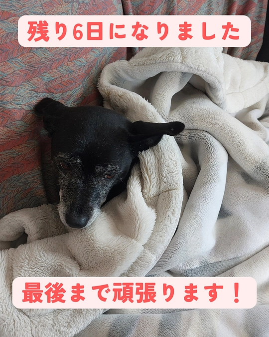 のこり６日になりました