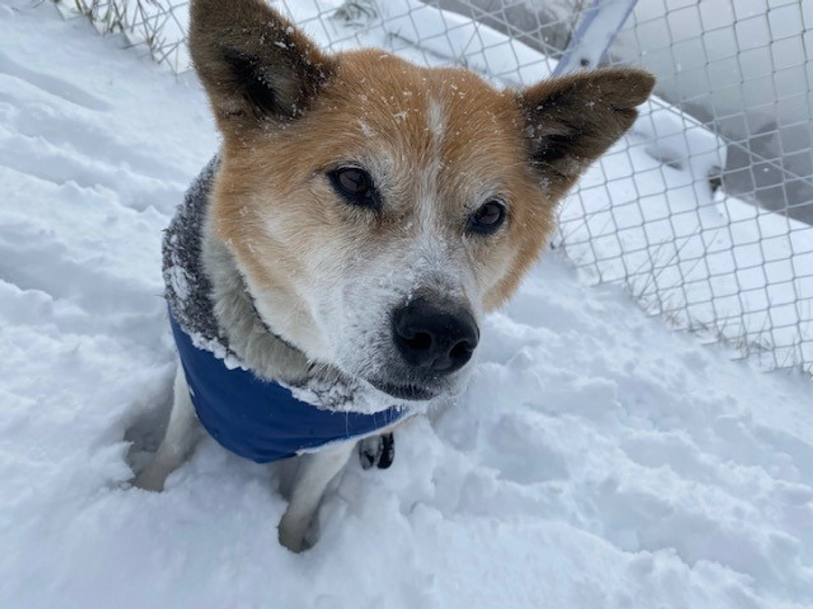 【シェルターNEWS】シェルターの冬が始まりました！