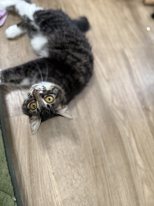 クラウドファンディング初日です。