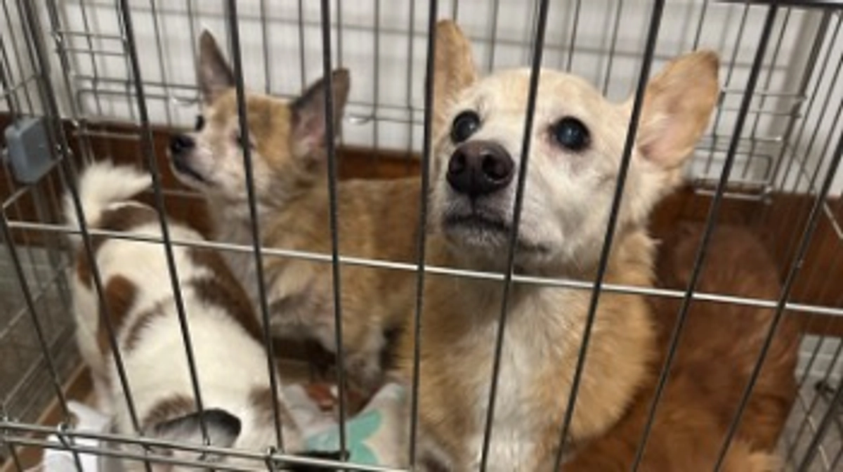 横浜市にて多頭飼育崩壊で犬猫のレスキューに行ってきました。