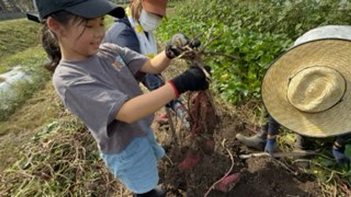 サツマイモ掘り体験満員御礼🈵となりました