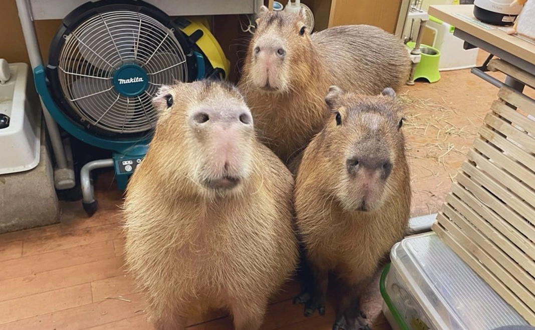 The photo of our precious capybara family  私達のカピバラ家族の写真