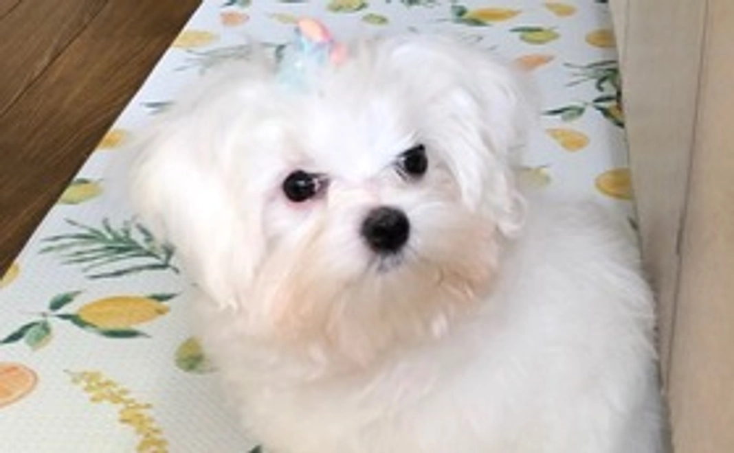 2・リリィ頑張れ！(リターンあり)