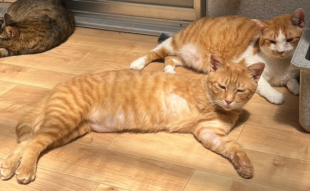 毎月応援5000円コース