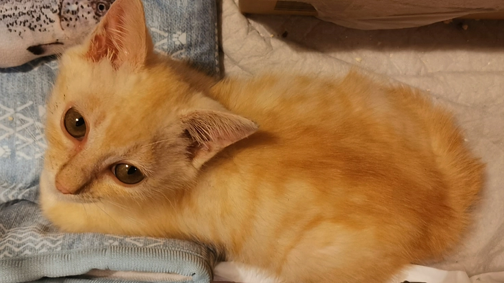 保護猫「らいむ」の生後2か月の漏斗胸手術資金