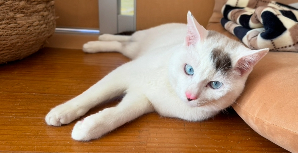 シンバ、カリカリデビュー！