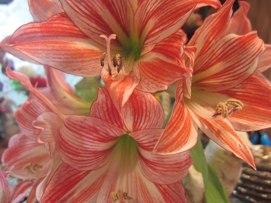 新成人の皆様おめでとうございます