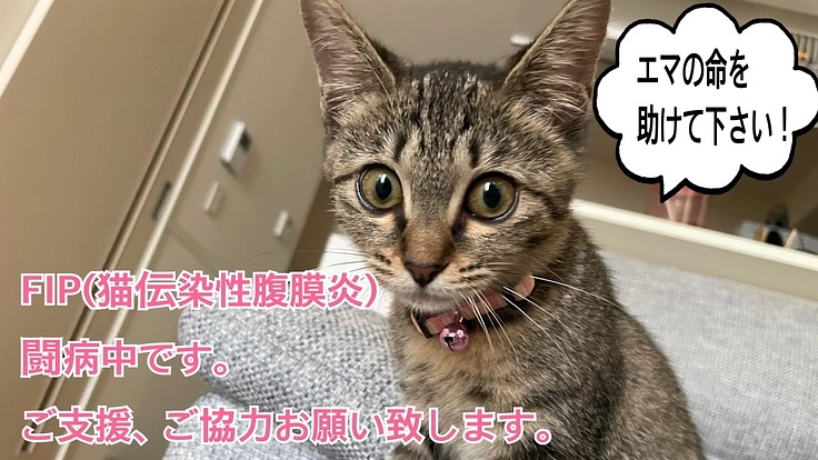 FIPと闘う仔猫を救うために、お力をお貸し頂けないでしょうか