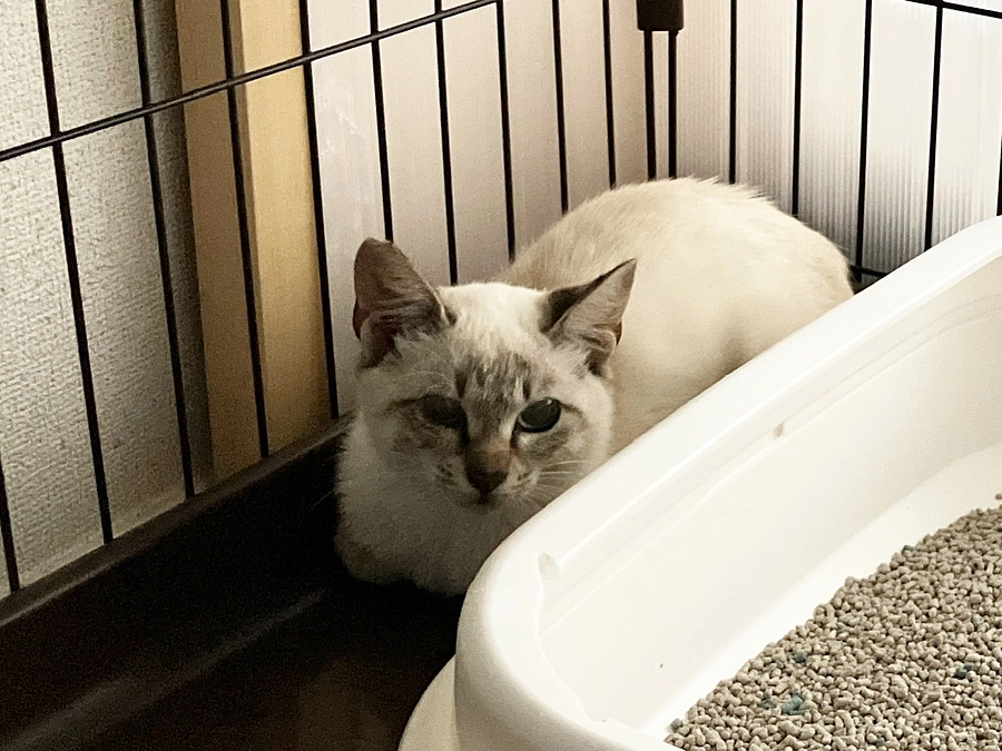 お隣の檜原村から春生まれの子を預かりました