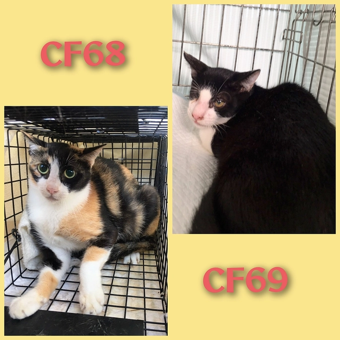 ＣＦ６５～６９までＴＮＲ終了しました