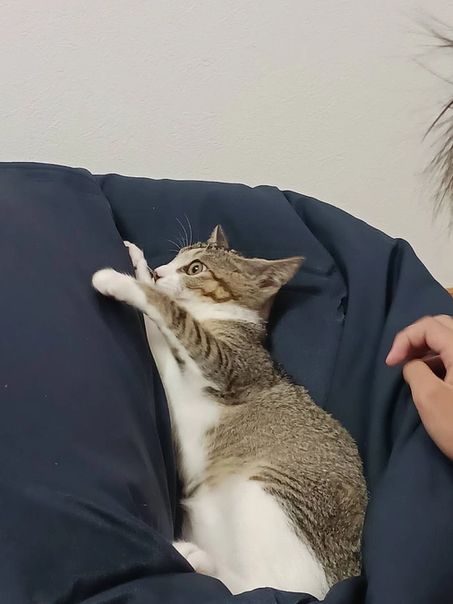 ぴぃー。ぴぃー。