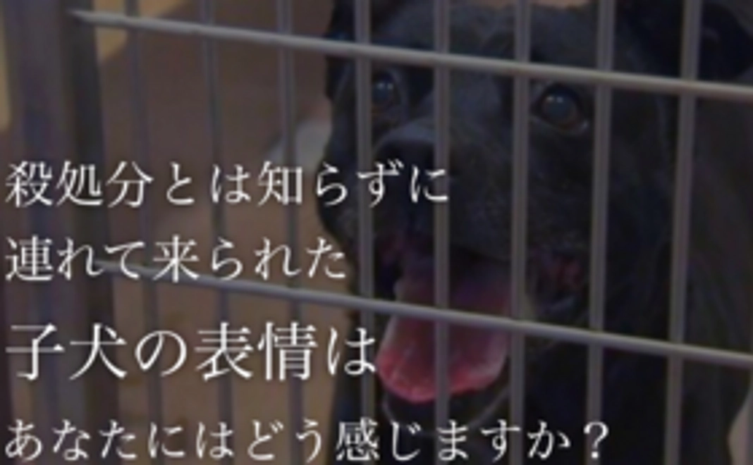 動物愛護支援コース