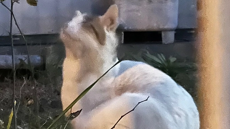 外猫ちゃんを助けてください