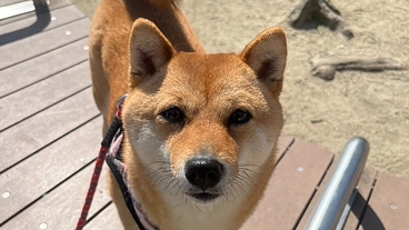 救いたい。難病【突発性乳び胸】の手術費用ご支援のお願いです。 のトップ画像