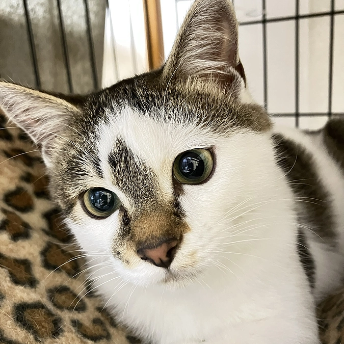 人馴れ修行順調の檜原トルくん、里親様募集です！