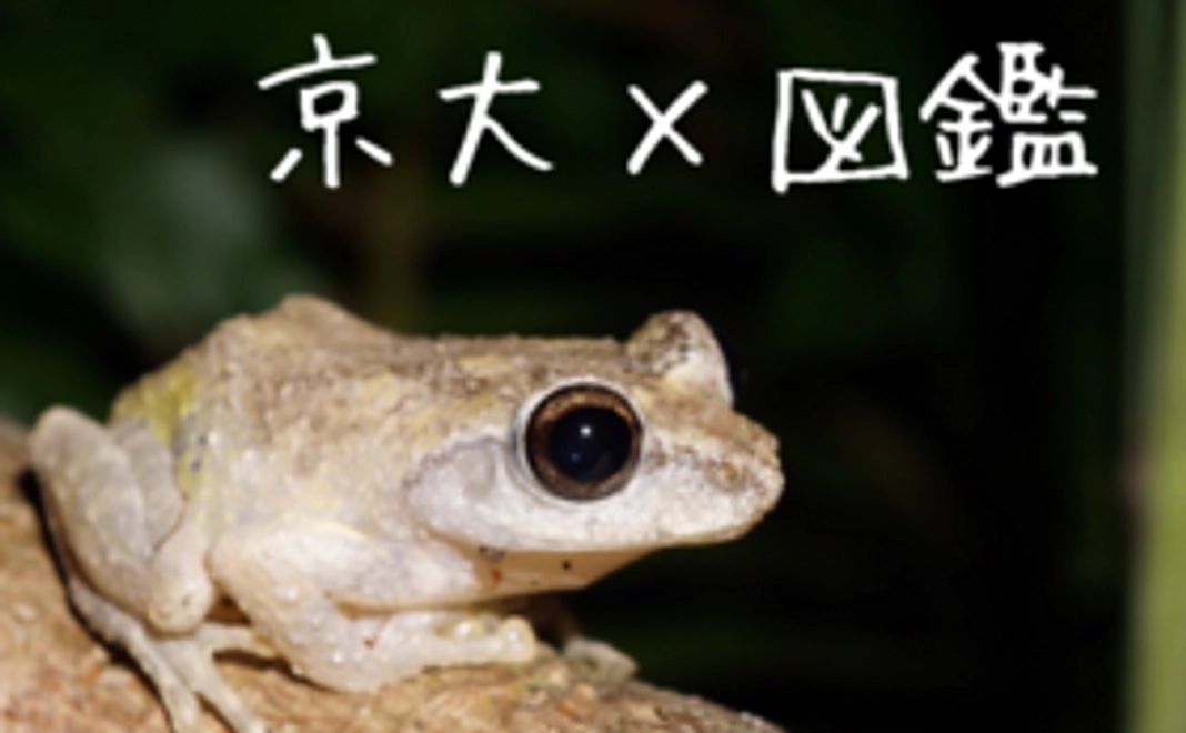 【Web図鑑を支援！】サポーターコース