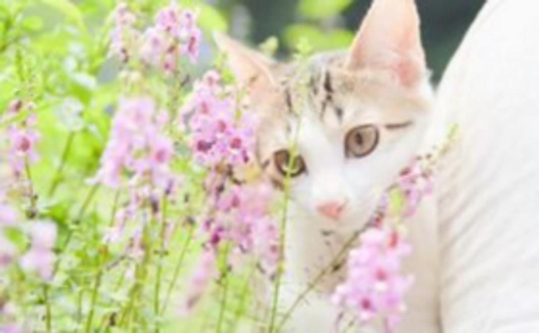 【いぬねこの森】応援お気持ちコース