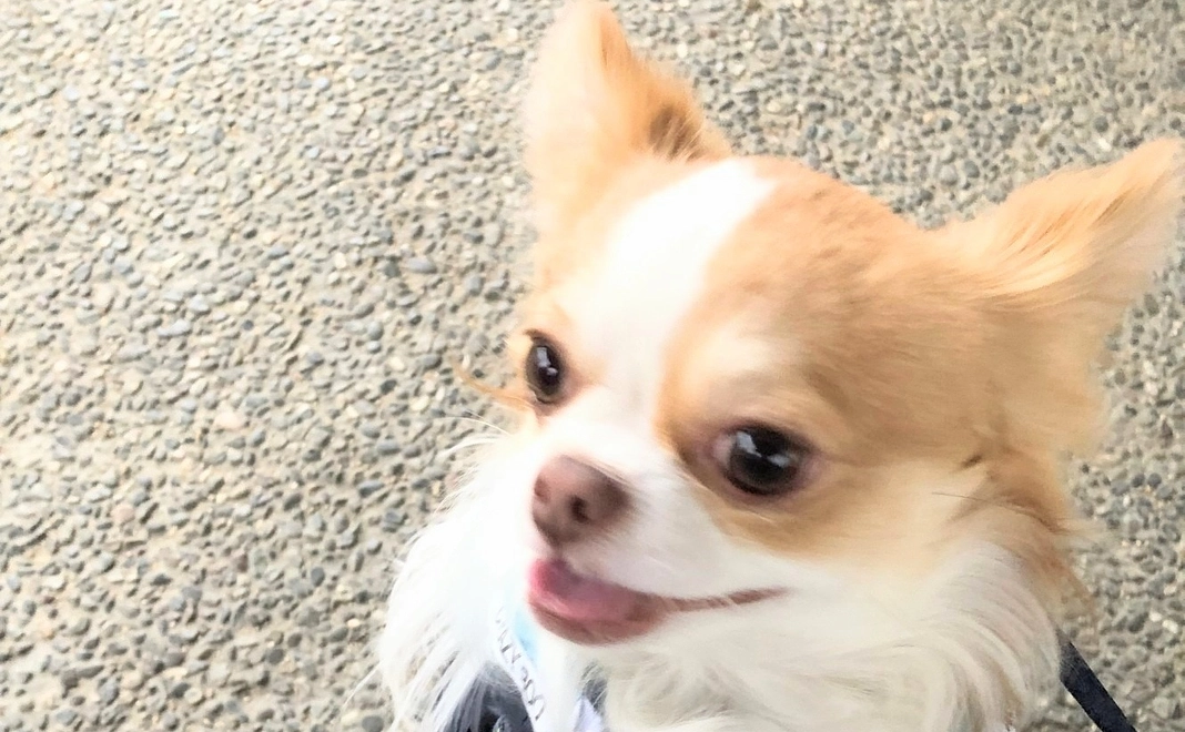 Cielを全力応援 2.