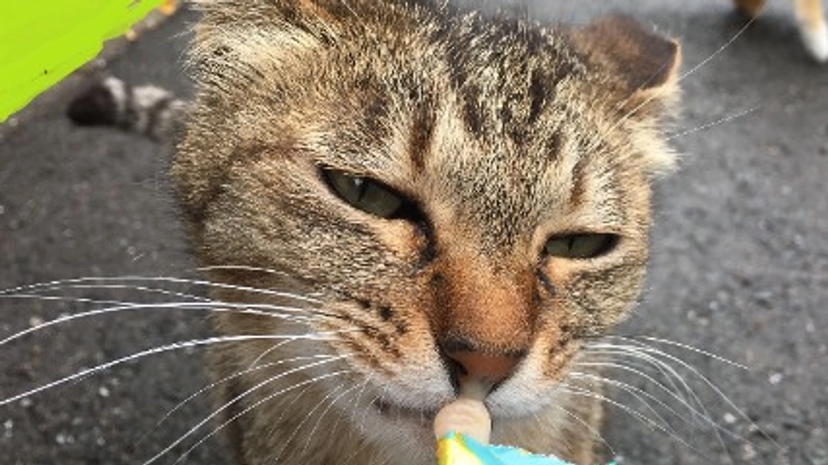 避難所を利用するお外猫たち　2023/05/01～05/20