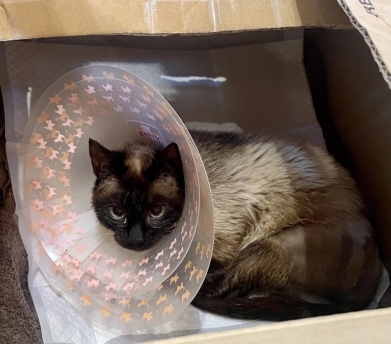 抜糸に行ってきました