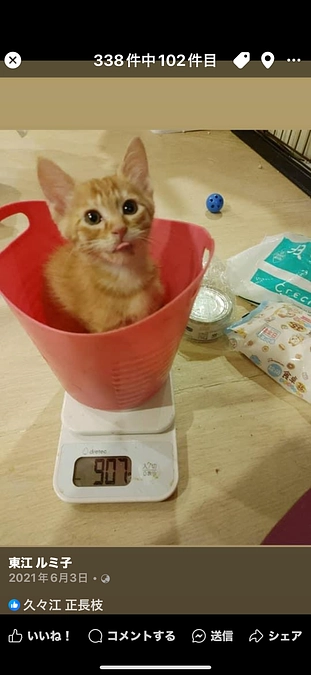 幸町シェルターのクラファンが残り一日のみ！！