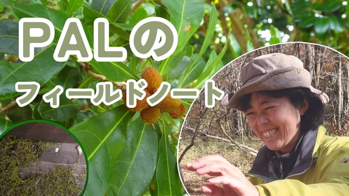 Palのフィールドノート(3)🌱